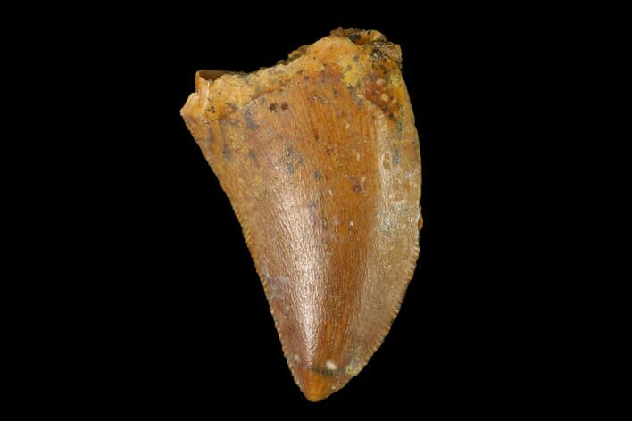 Serrated, Baby Carcharodontosaurus Tooth - Morocco #134977